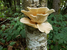 Load image into Gallery viewer, 10mL Liquid Culture: Pleurotus ostreatus - Willamette River Alder Oyster (Wild PNW Clone)