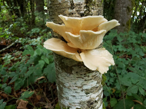 10mL Liquid Culture: Pleurotus ostreatus - Willamette River Alder Oyster (Wild PNW Clone)