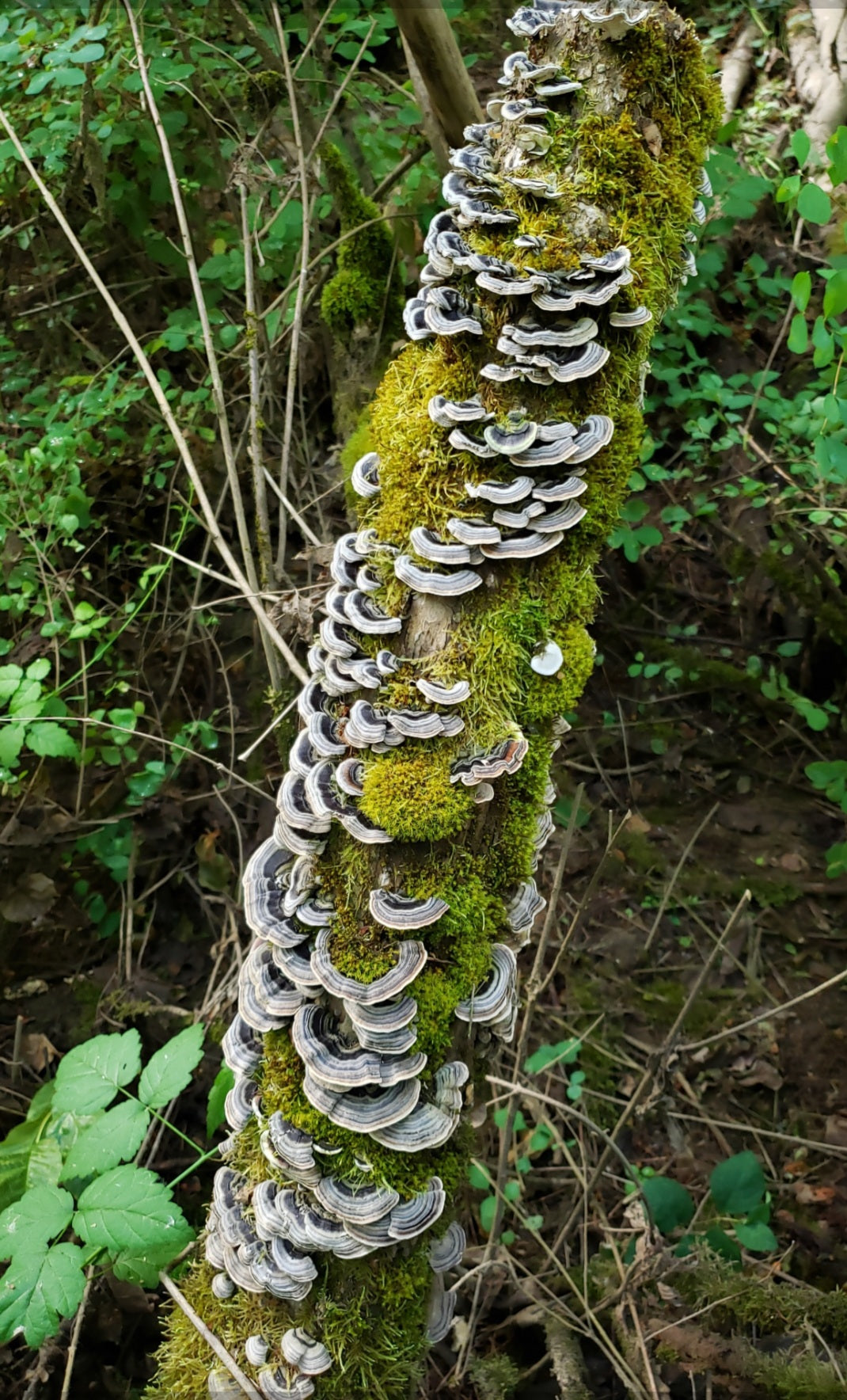 Dried Turkey Tail (Trametes versicolor)