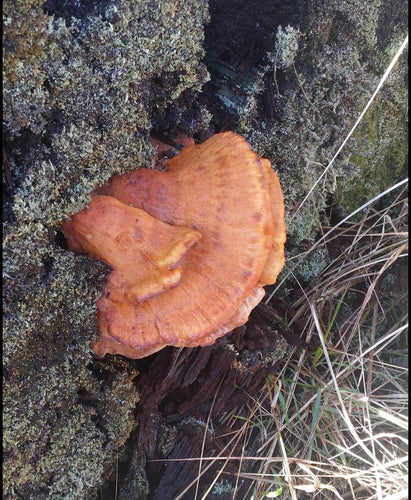 10mL Liquid Culture: Laetiporus conifericola - Pine-Loving Chicken of the Woods (wild PNW clone)