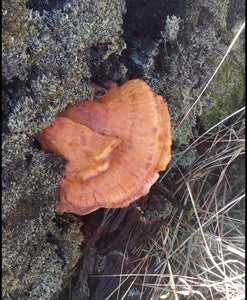 10mL Liquid Culture: Laetiporus conifericola - Pine-Loving Chicken of the Woods (wild PNW clone)