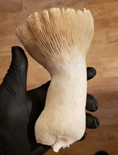 Load image into Gallery viewer, 10mL Liquid Culture: Pleurotus eryngii - King Oyster Mushroom