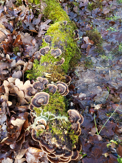 Dried Turkey Tail (Trametes versicolor)