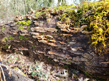 Load image into Gallery viewer, Dried Turkey Tail (Trametes versicolor)