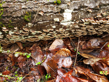 Dried Turkey Tail (Trametes versicolor)