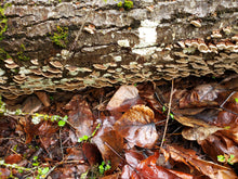 Load image into Gallery viewer, Dried Turkey Tail (Trametes versicolor)