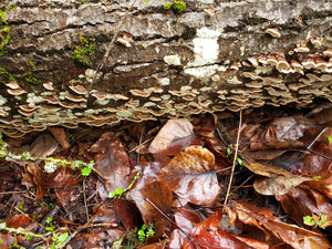 Dried Turkey Tail (Trametes versicolor)