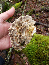 Load image into Gallery viewer, Dried Turkey Tail (Trametes versicolor)