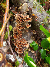 Load image into Gallery viewer, Greater Mana Potion of the Body Mushroom Tincture, 2 oz. * Turkey Tail, Elderberry, Lemon Balm, Purple Nettle