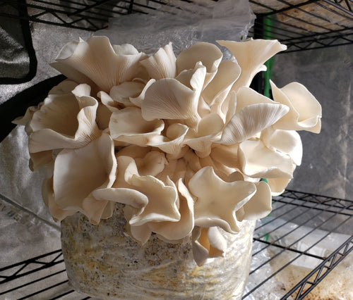 10mL Liquid Culture: Pleurotus pulmonarius var. Tillamook Bay Oyster Mushroom (wild PNW clone)