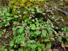 Load image into Gallery viewer, Greater Mana Potion of the Body Mushroom Tincture, 2 oz. * Turkey Tail, Elderberry, Lemon Balm, Purple Nettle