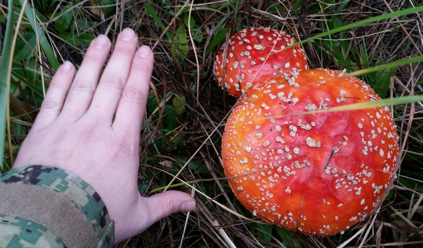 Dried Amanita (Caps & Stems)