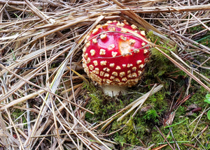 Dried Amanita (Caps & Stems)