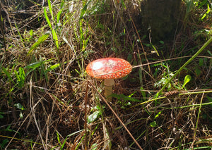 Dried Amanita (Caps & Stems)