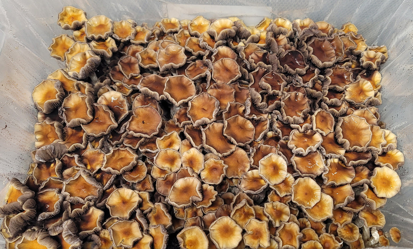 Spore Print: Golden Teacher