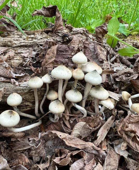 Spore Print: Psilocybe ovoideocystidiata var. Susquehanna Wizard Hat