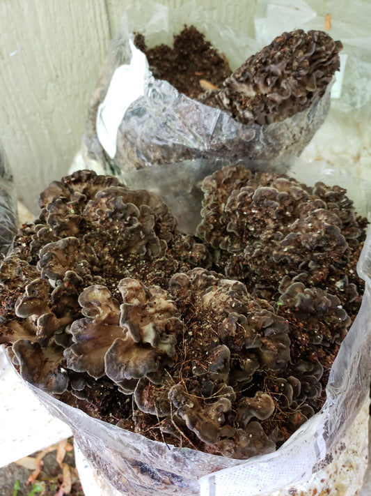 10mL Liquid Culture: Grifola frondosa (Maitake) or Hen of the Woods Mushroom