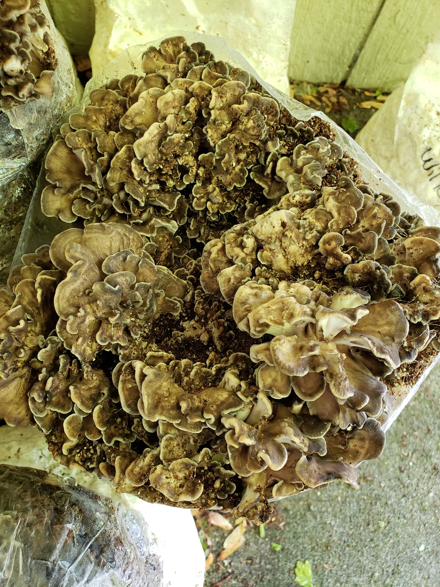 Spore Print: Grifola frondosa (maitake) or Hen-of-the-Woods Mushroom