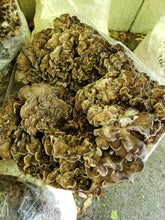 Load image into Gallery viewer, Spore Print: Grifola frondosa (maitake) or Hen-of-the-Woods Mushroom