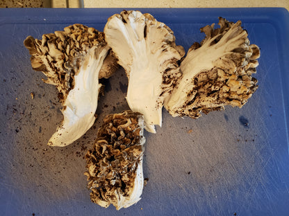 10mL Liquid Culture: Grifola frondosa (Maitake) or Hen of the Woods Mushroom