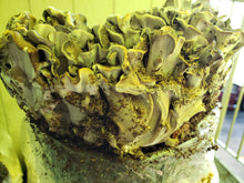 Load image into Gallery viewer, Spore Print: Grifola frondosa (maitake) or Hen-of-the-Woods Mushroom