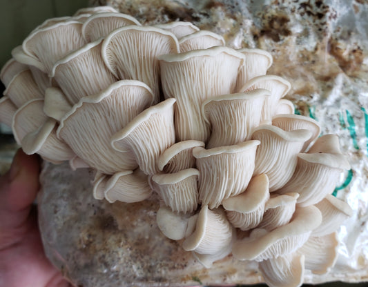 Spore Print: Pleurotus ostreatus var. Willamette Valley Alder Oyster