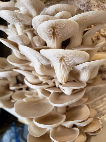 Spore Print: Pleurotus ostreatus var. PoHu (Pearl Oyster)