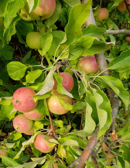 Dried Wild Apple Slices * Wild-Foraged Willamette River Feral Apples