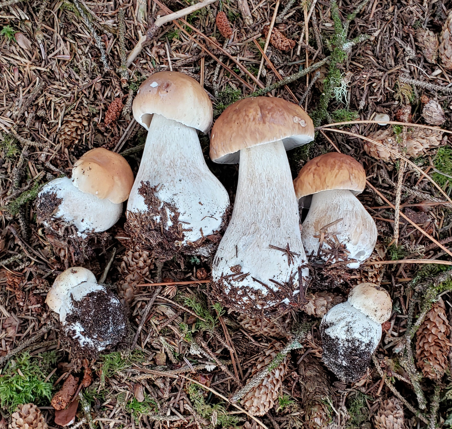 Spore swabs: Boletus edulis, porcini, Central OR Coast. King Bolete / cep / penny bun