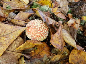 Dried Amanita (Caps & Stems)