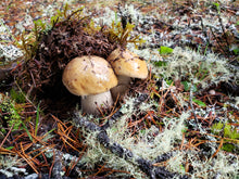 Load image into Gallery viewer, Dried Porcini Mushrooms (Boletus edulis) - King Bolete, cep, or Penny Bun mushroom