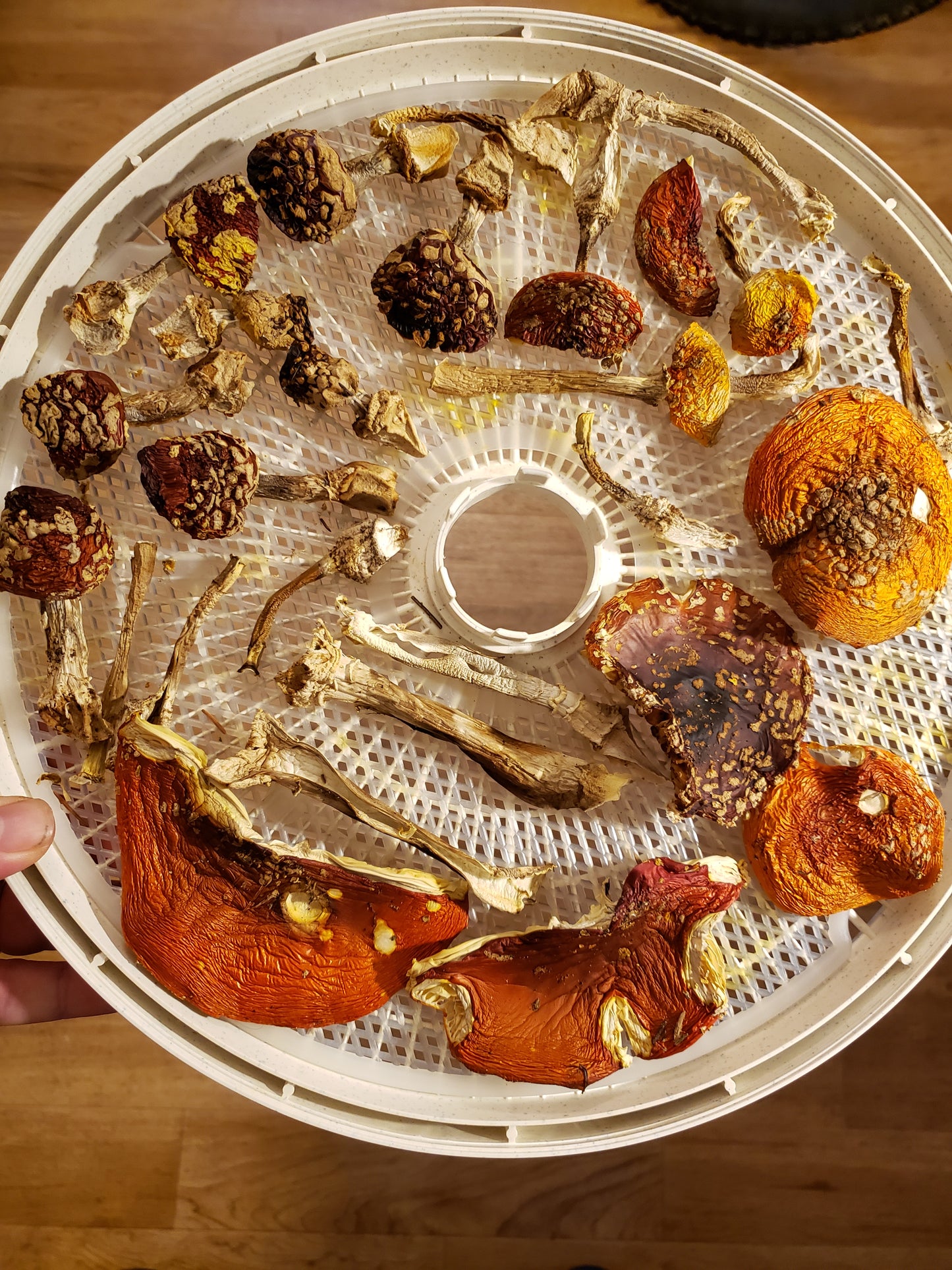 Dried Amanita (Caps & Stems)