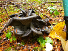 Load image into Gallery viewer, Spore swabs: Polyozellus marymargaretae (Blue Chanterelle)