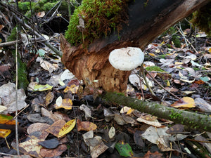 Spore swabs: Hypsizygus ulmarius (Elm oyster)