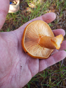 Spore Swabs: Lactarius deliciosus- Saffron Milk Cap