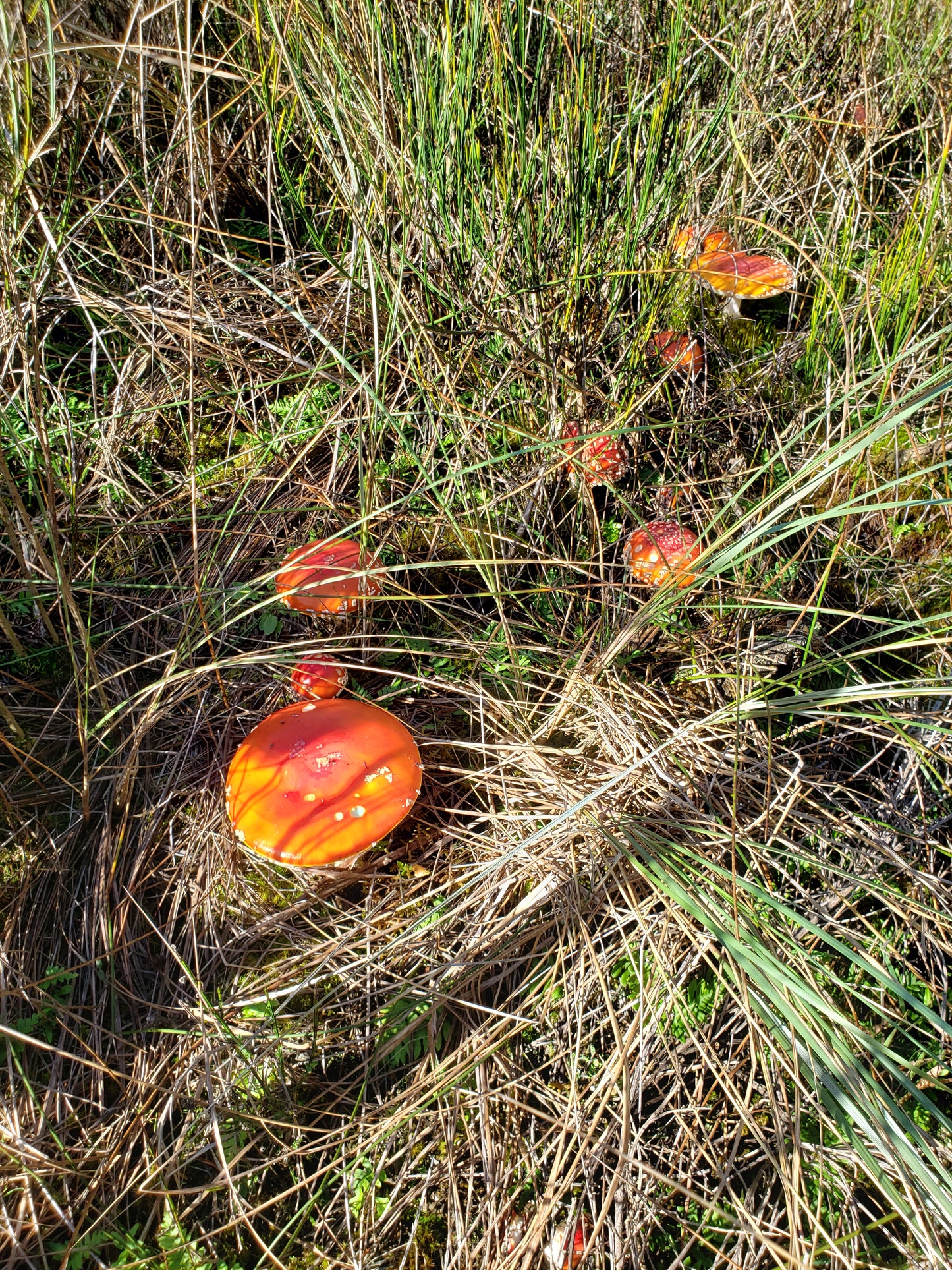 Spore Swabs: Amanita muscaria - North American Toadstool