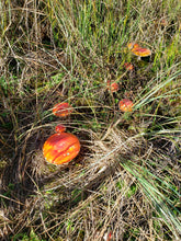 Load image into Gallery viewer, Spore Swabs: Amanita muscaria - North American Toadstool