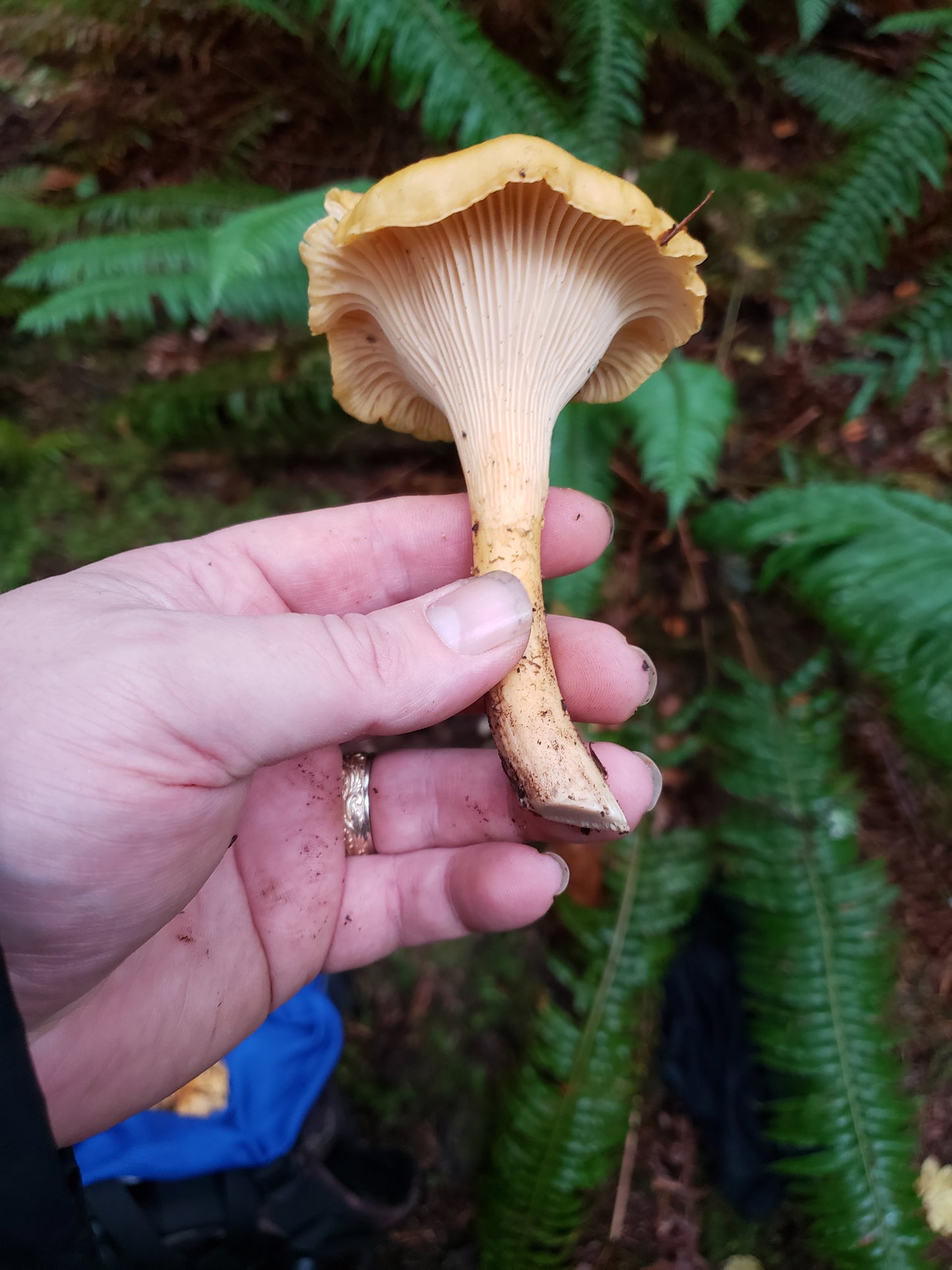 Spore swabs: Cantharellus formosus (Pacific Golden Chanterelle) 1500' Elevation