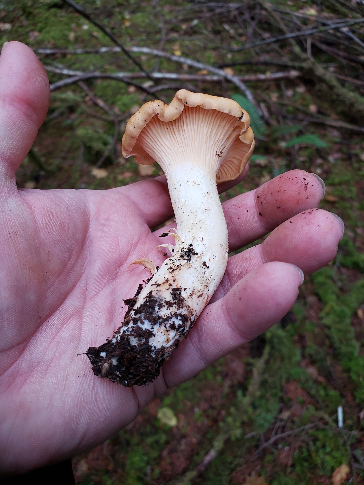 Spore Swabs: Cantharellus formosus (Golden Chanterelle) 500' Elevation