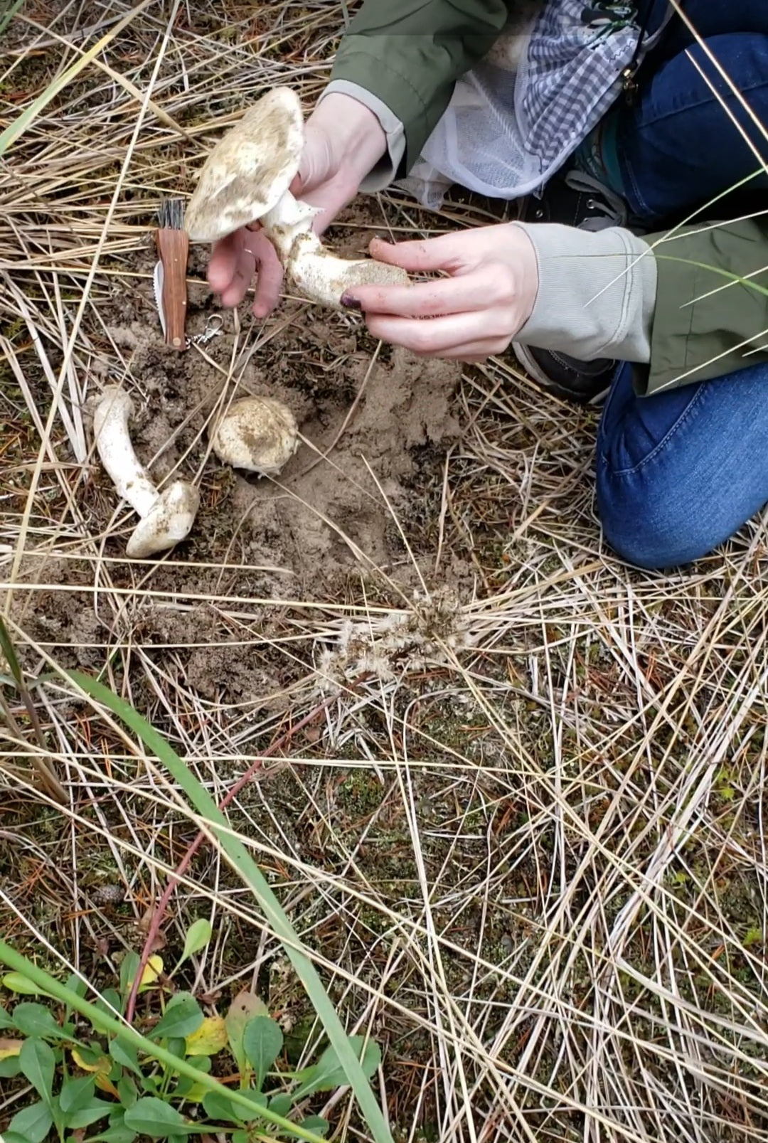 Foraging Gift Certificate