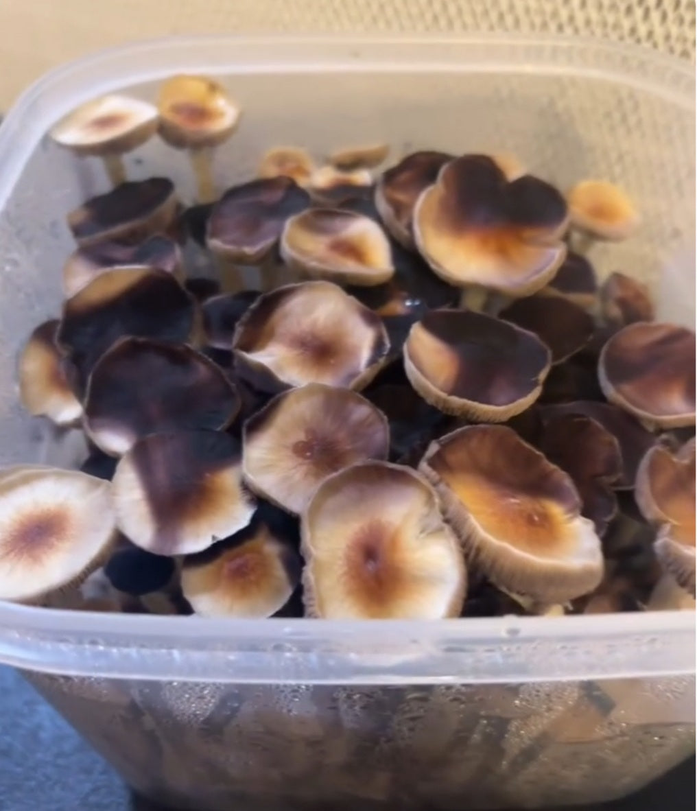 Psilocybe cubensis var. Mystic Purple Avian Spores