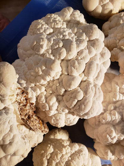 Dried Lion's Mane Mushroom