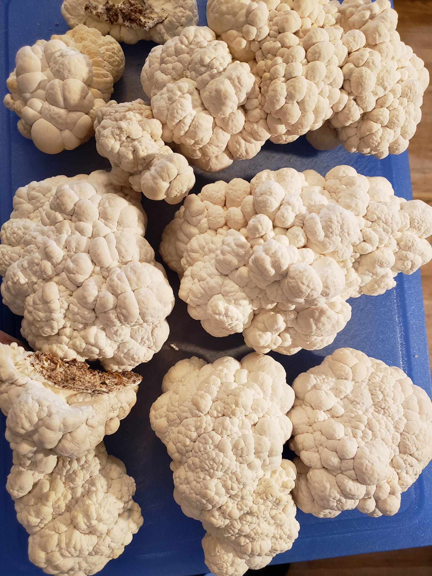 Dried Lion's Mane Mushroom