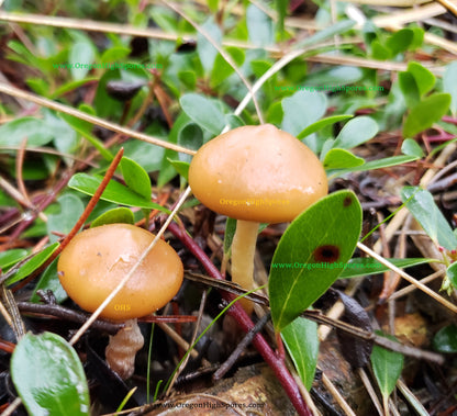 Spore Print: Psilocybe cyanescens var. Willamette Valley