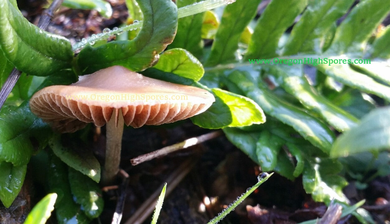 Spore Print: Psilocybe cyanescens var. Willamette Valley