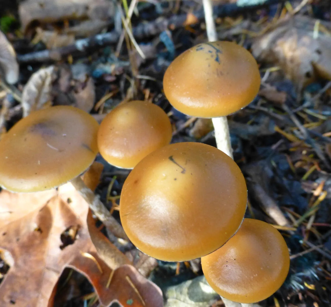 Spore Print: Psilocybe azurescens var. Oregon Coast