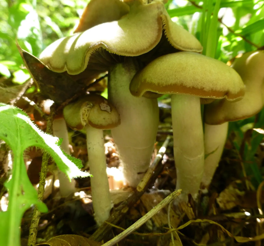 Spore Swabs: Psilocybe ovoideocystidiata var. Willamette Valley, Oregon (Fall 2023)