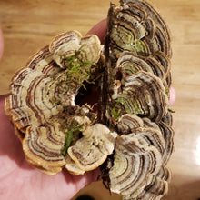 Load image into Gallery viewer, Dried Turkey Tail (Trametes versicolor)