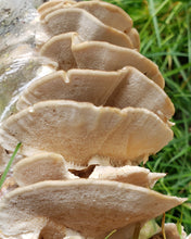 Load image into Gallery viewer, Dried Turkey Tail (Trametes versicolor)