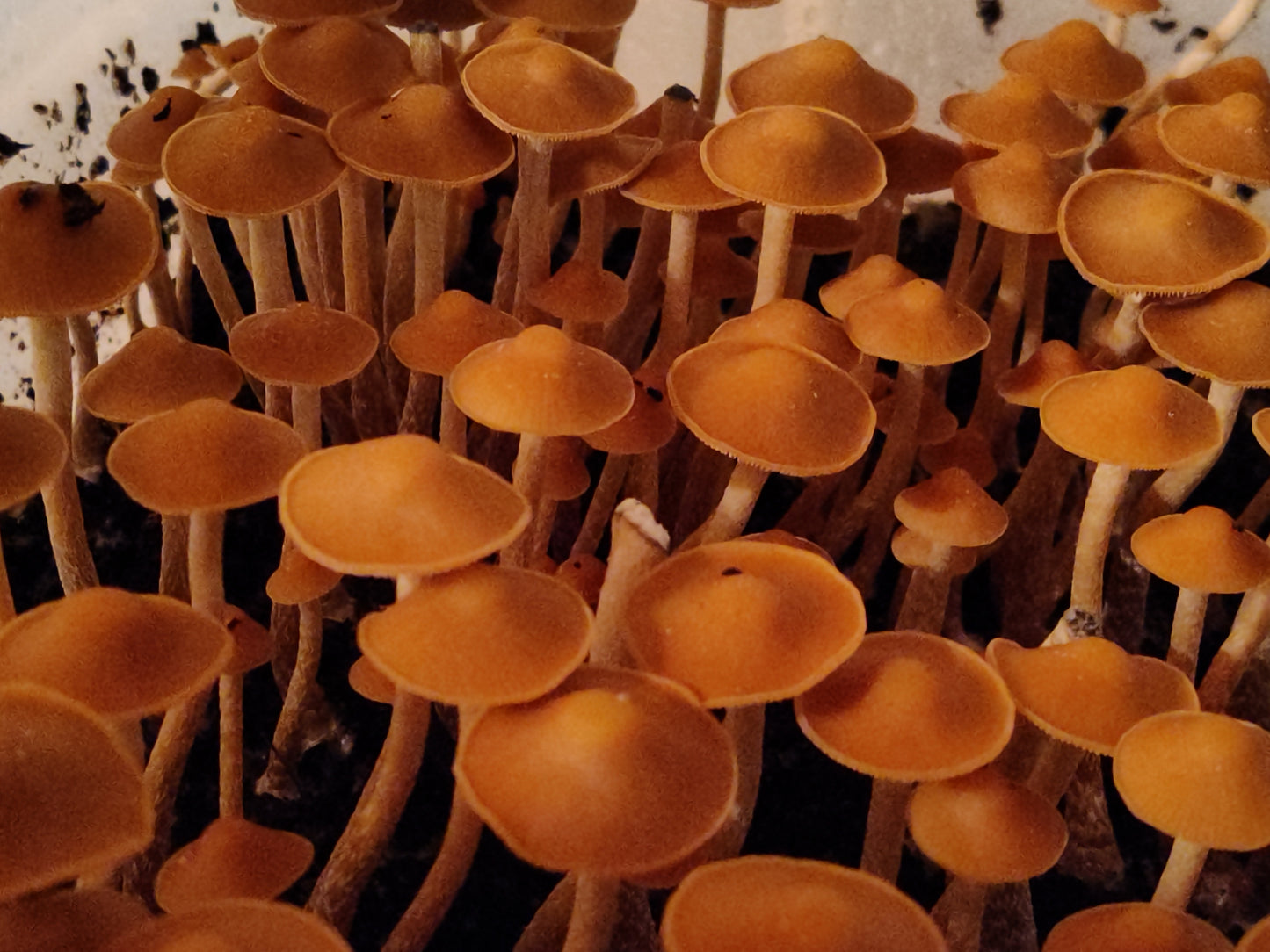 Spore Print: Psilocybe subtropicalis